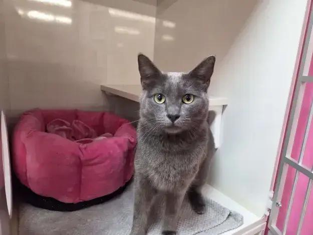 Enlarge Salem, a Adoptable mixed breed in Grand Rapids, MI image 3/6