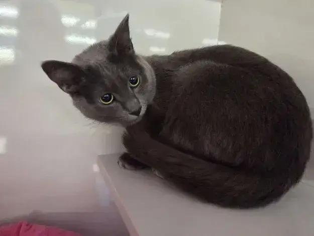 Enlarge Salem, a Adoptable mixed breed in Grand Rapids, MI image 4/6