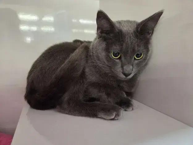 Enlarge Salem, a Adoptable mixed breed in Grand Rapids, MI image 5/6