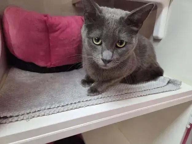 Enlarge Salem, a Adoptable mixed breed in Grand Rapids, MI image 6/6