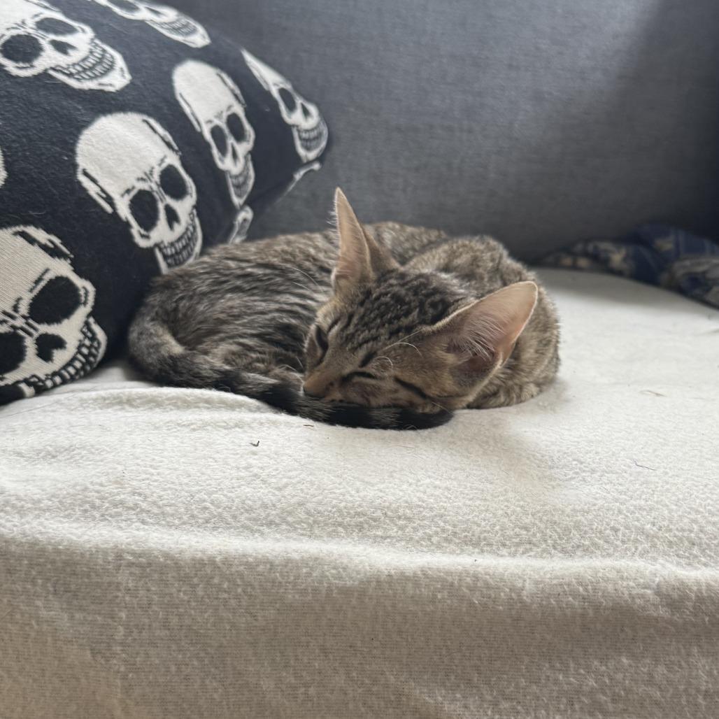 Merida 25-112, Adoptable, Young Female Domestic Short Hair.