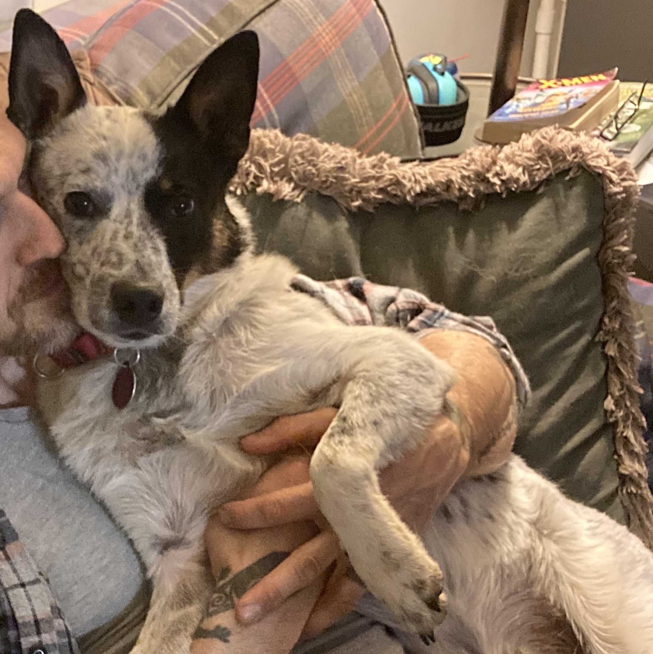 Bingo, Adoptable, Young Male Australian Cattle Dog / Blue Heeler.