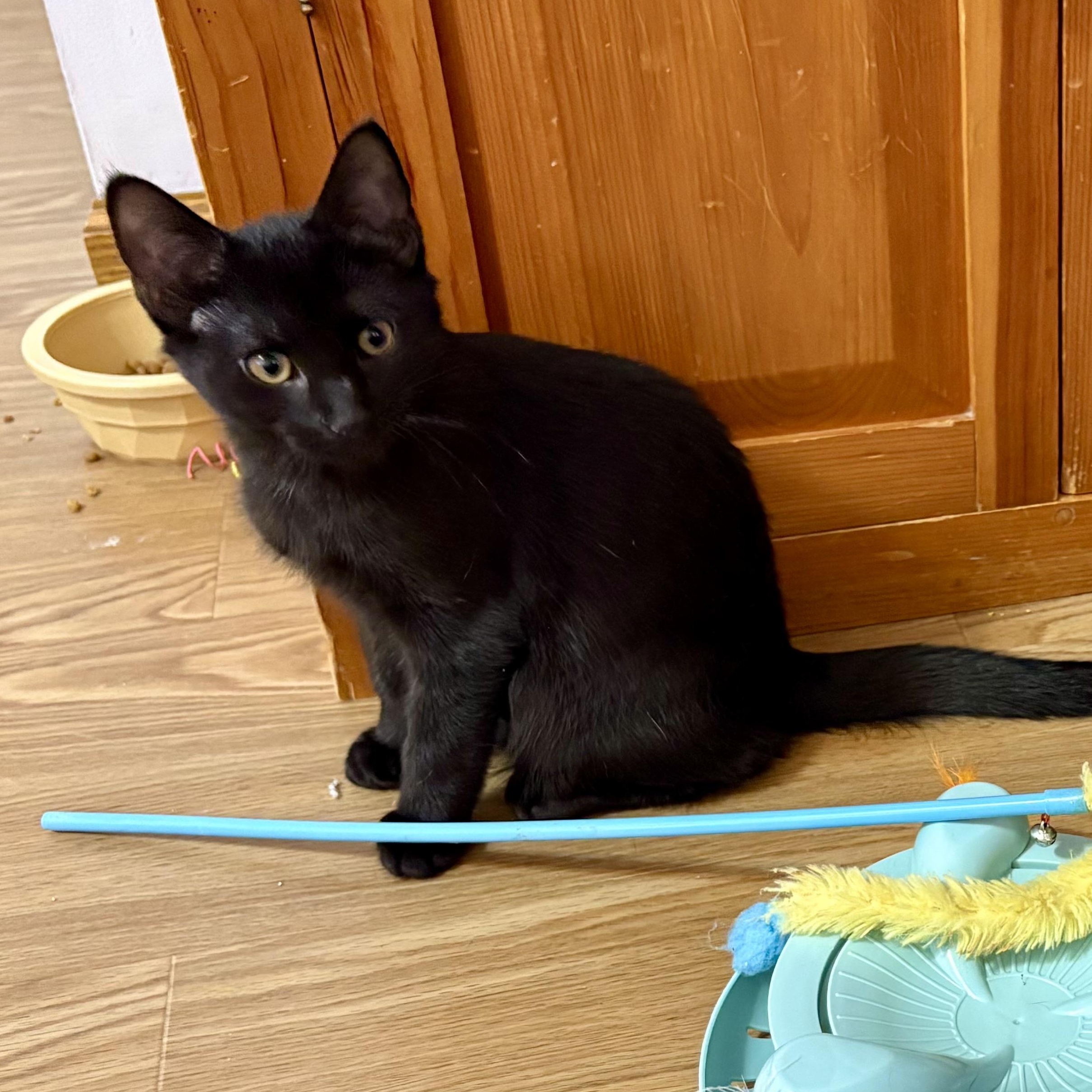 Enlarge Cricket Bee, an adopted Domestic Short Hair in Albany, NY image 3/4