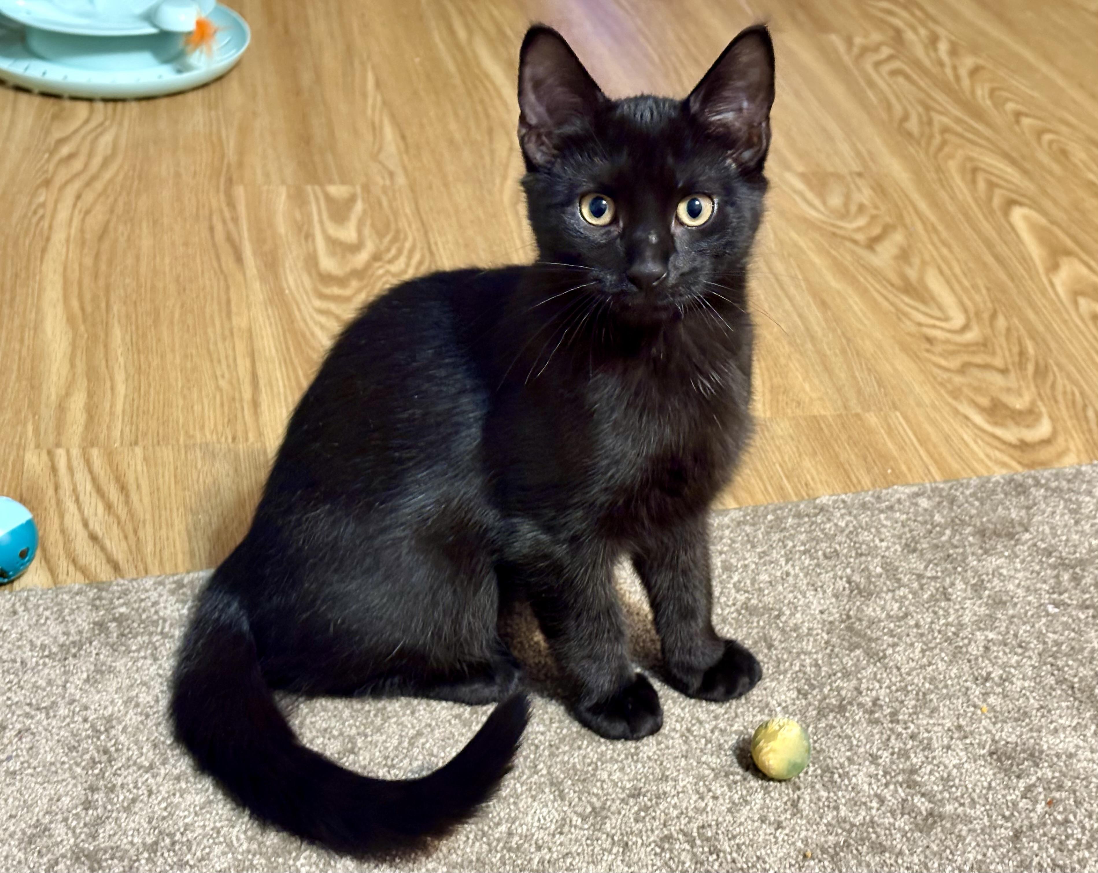 Enlarge Cricket Bee, an adopted Domestic Short Hair in Albany, NY image 1/4