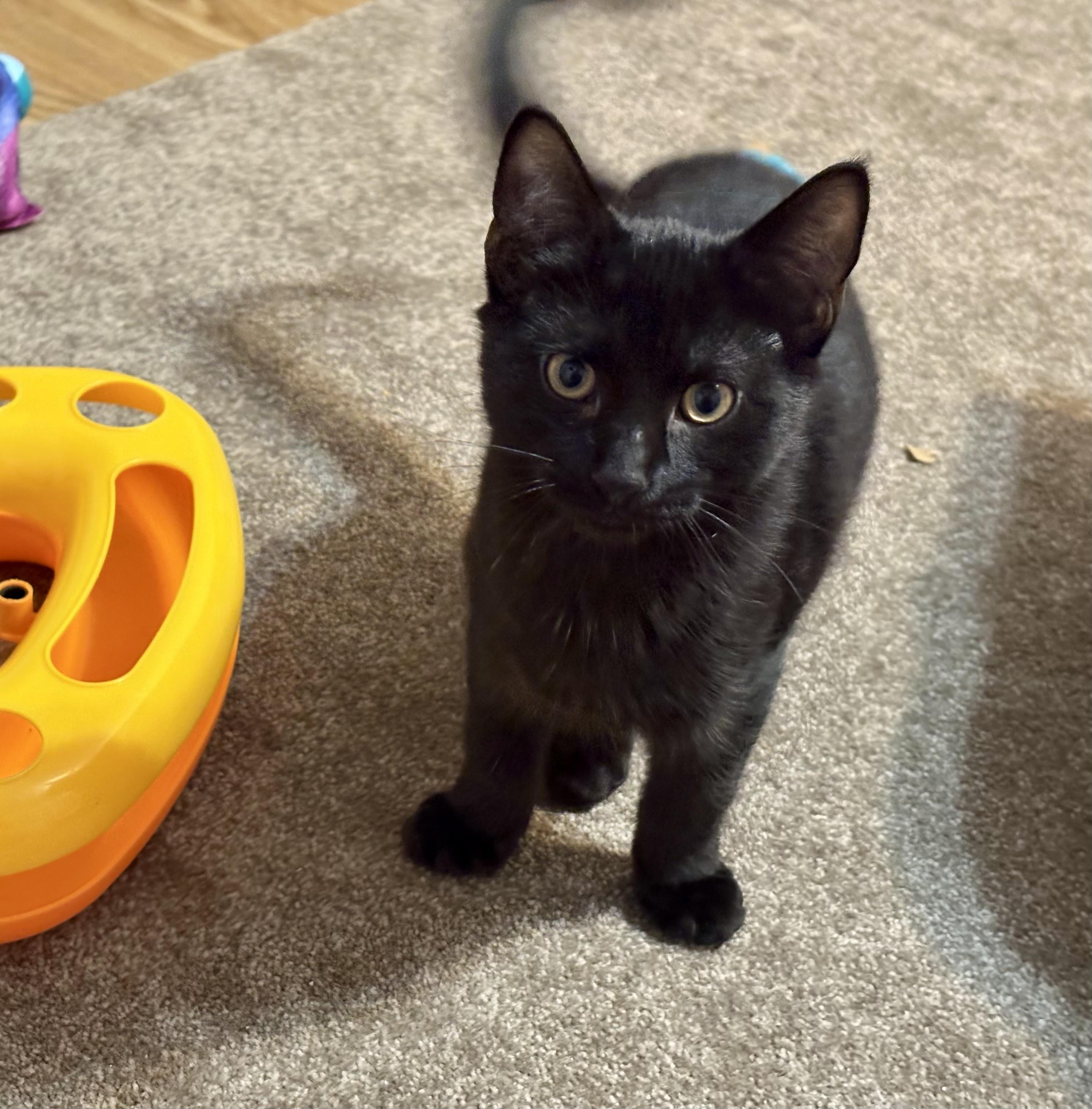 Enlarge Cricket Bee, an adopted Domestic Short Hair in Albany, NY image 2/4