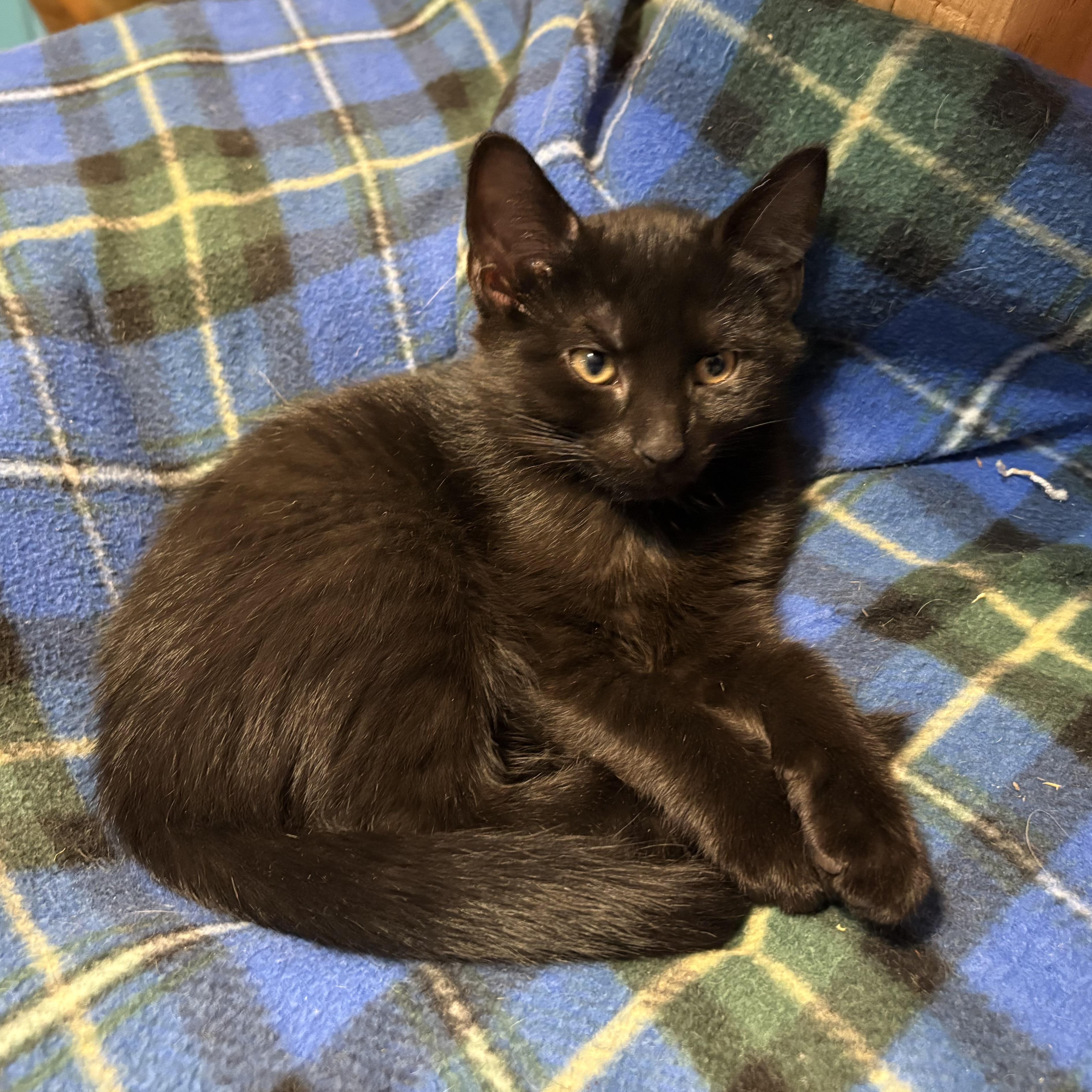 Enlarge Cricket Bee, an adopted Domestic Short Hair in Albany, NY image 4/4