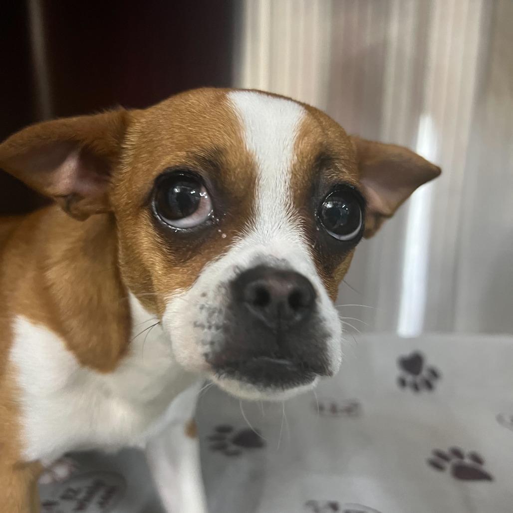 Enlarge Trudy (Pippin), a Adoptable Chihuahua in Waynesville, NC image 1/6