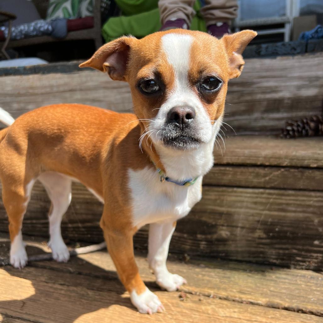 Enlarge Trudy (Pippin), a Adoptable Chihuahua in Waynesville, NC image 2/6