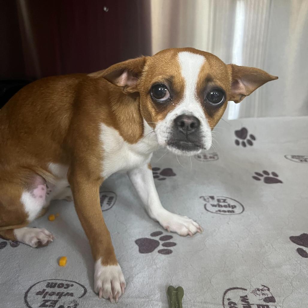 Enlarge Trudy (Pippin), a Adoptable Chihuahua in Waynesville, NC image 3/6