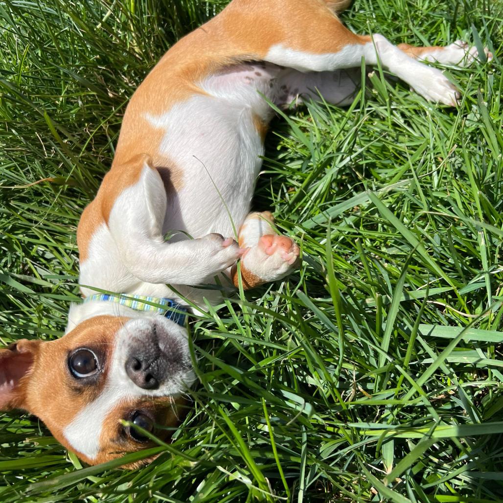 Enlarge Trudy (Pippin), a Adoptable Chihuahua in Waynesville, NC image 4/6