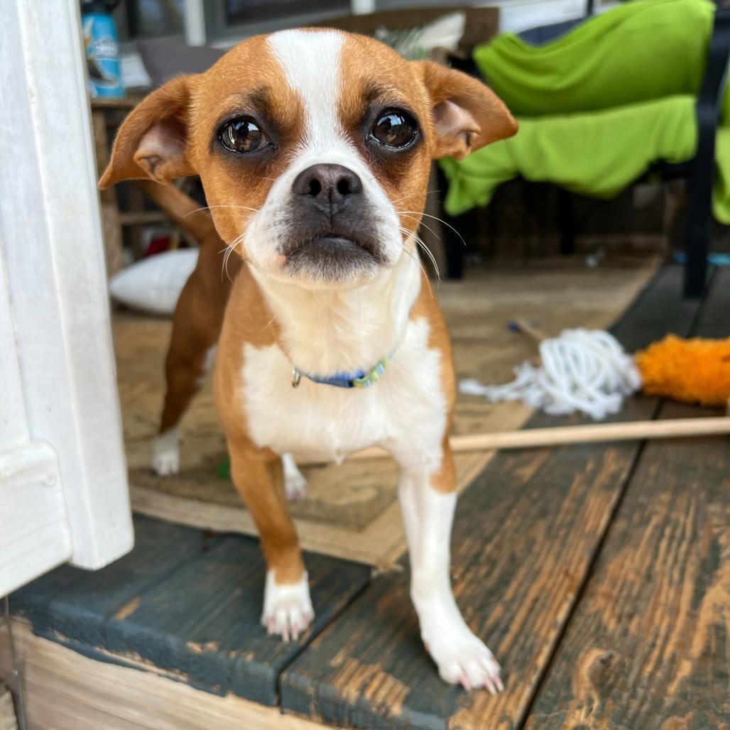 Enlarge Trudy (Pippin), a Adoptable Chihuahua in Waynesville, NC image 5/6