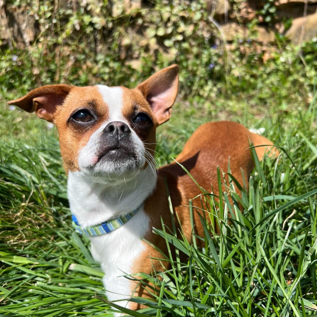 Enlarge Trudy (Pippin), a Adoptable Chihuahua in Waynesville, NC image 6/6