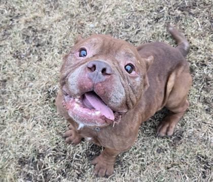 Sonny, ADOPTABLE, Adult Male Mixed Breed.