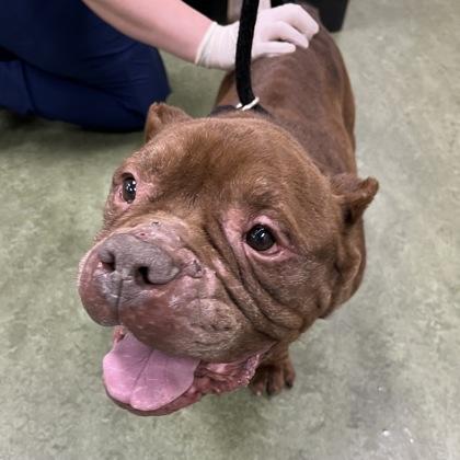 Enlarge Sonny, a ADOPTABLE mixed breed in Dubuque, IA image 1/1