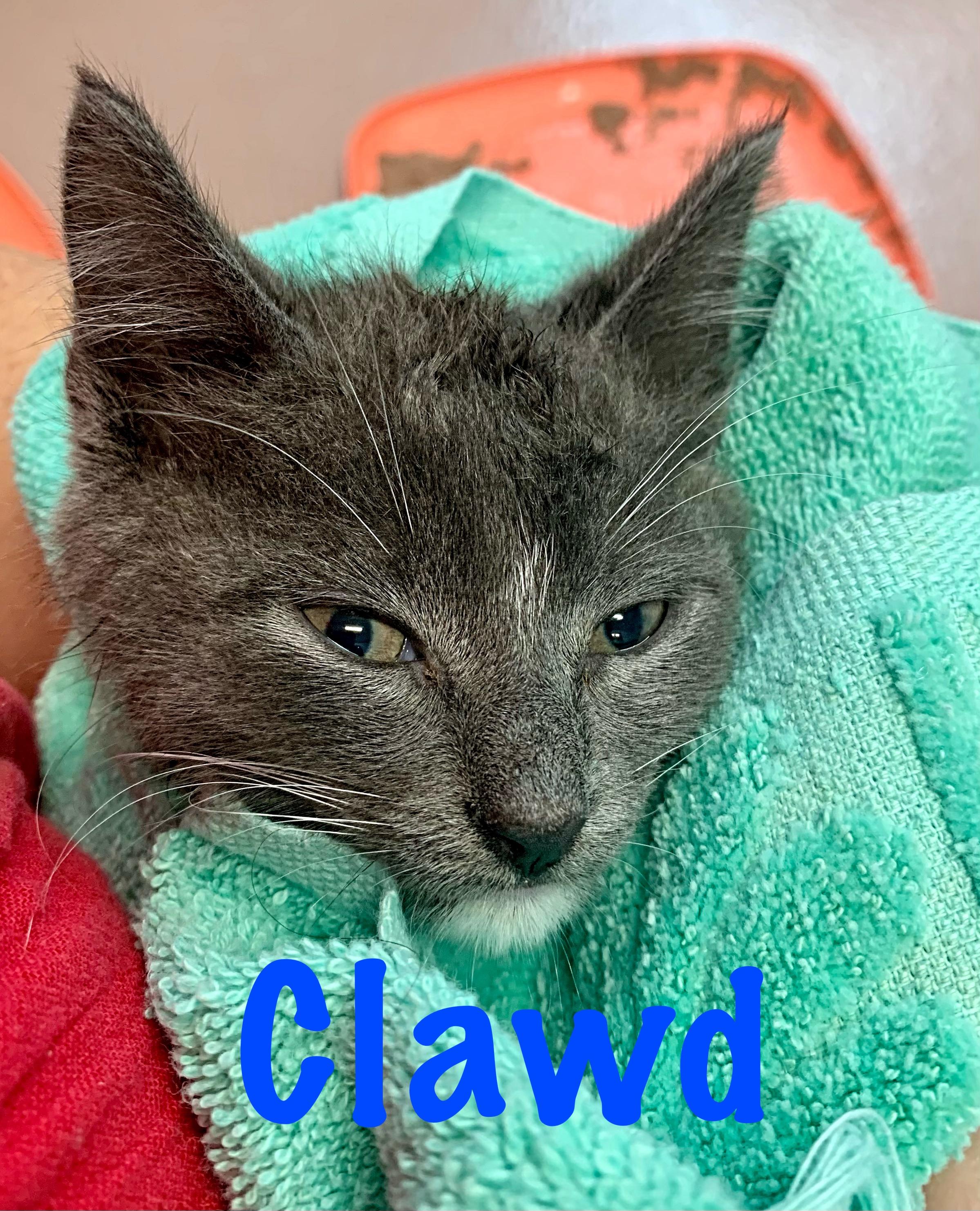 Clawd, Adoptable, Kitten Male Domestic Short Hair.