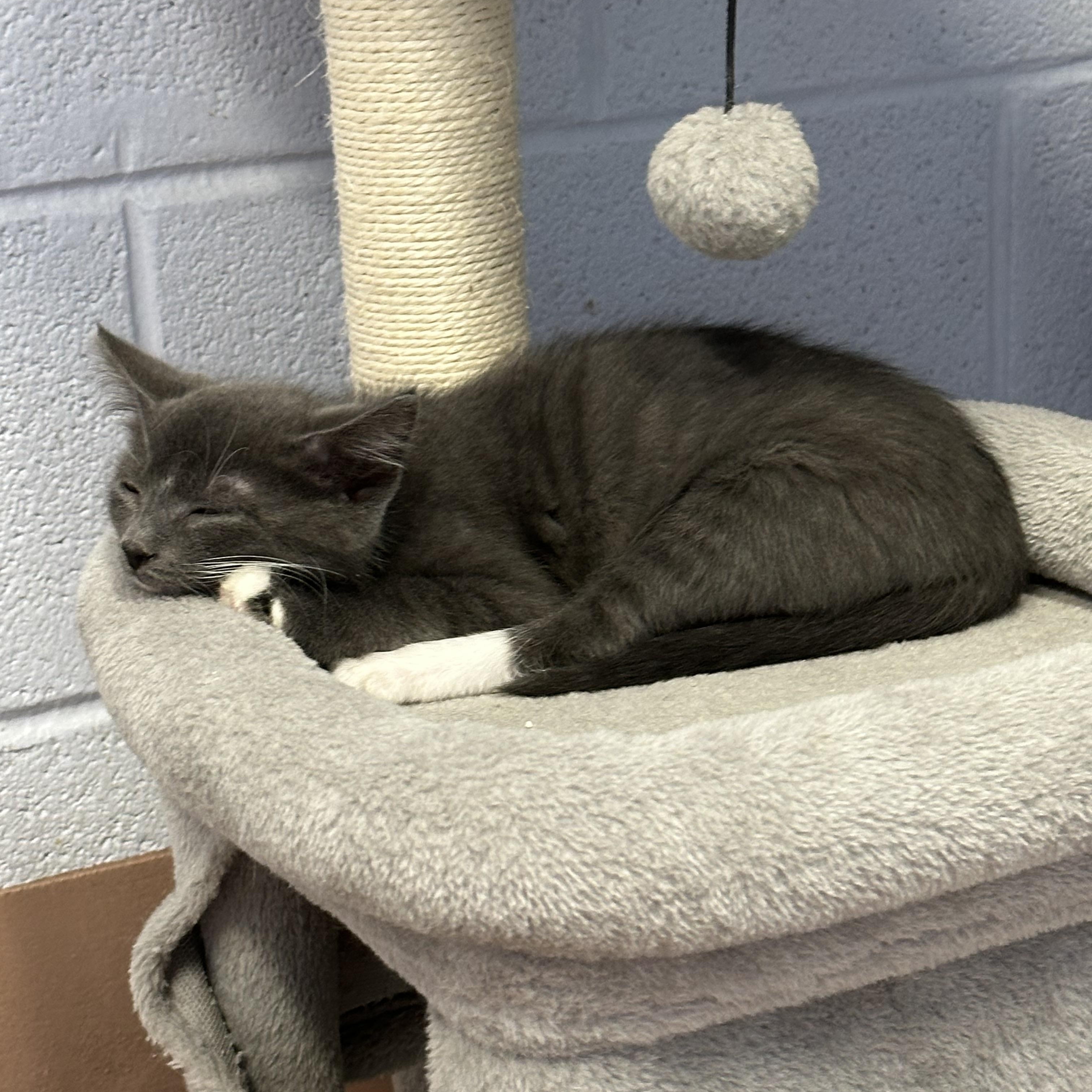 Enlarge Clawd, a Adoptable Domestic Short Hair in Prince Frederick, MD image 2/4