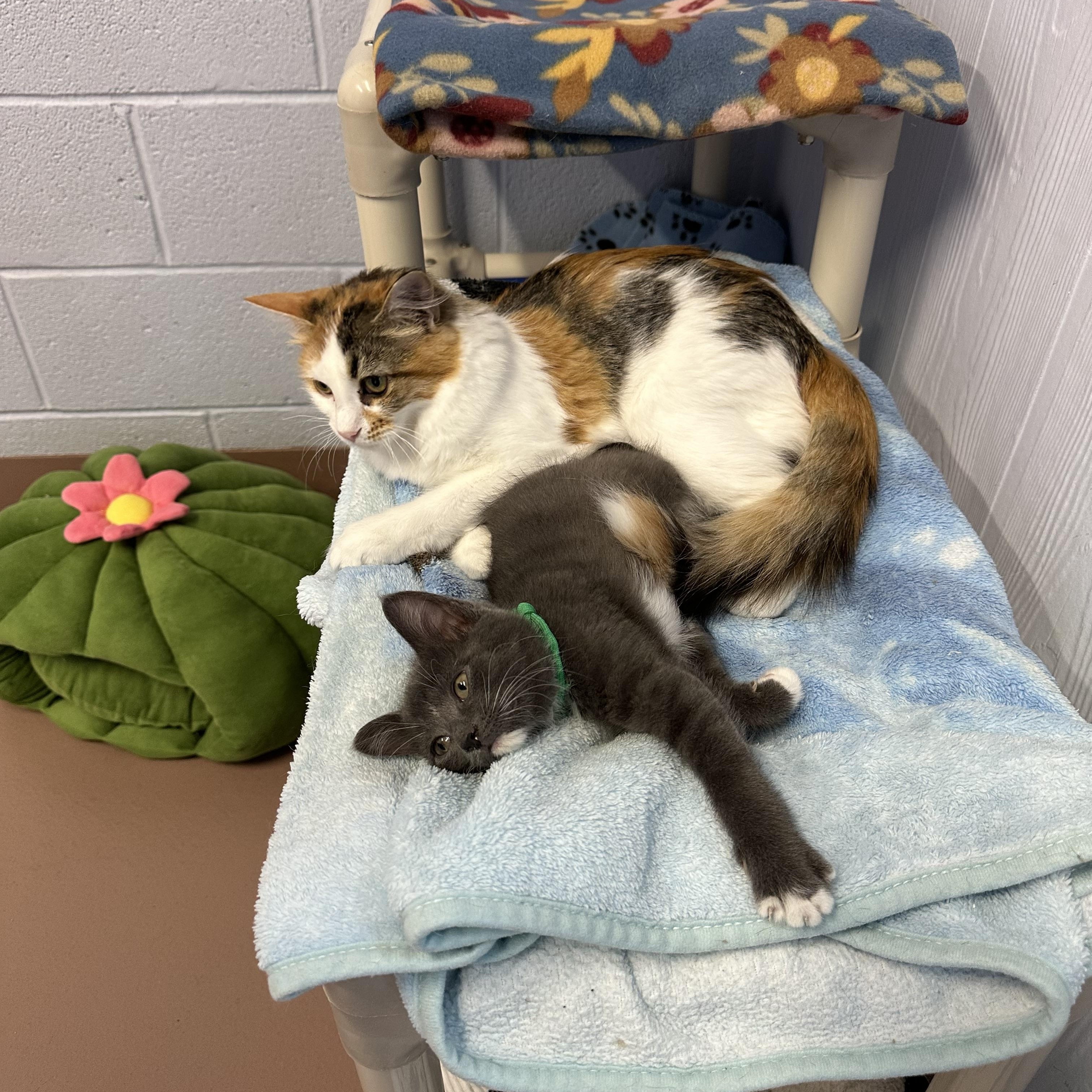 Enlarge Clawd, a Adoptable Domestic Short Hair in Prince Frederick, MD image 3/4