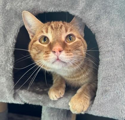 Toby, Adoptable, Adult Male Domestic Short Hair & Domestic Short Hair.