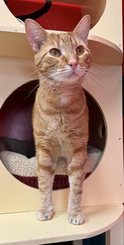 Enlarge Toby, a Adoptable mixed breed in Willmar, MN image 2/3