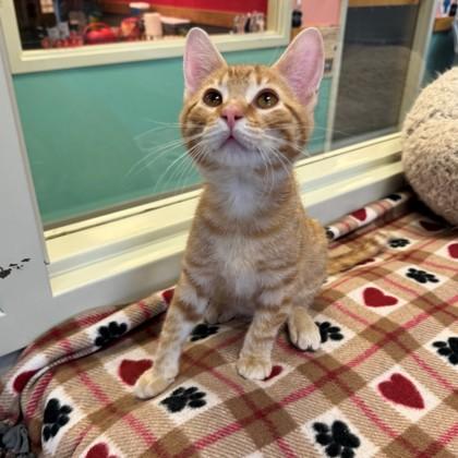 Enlarge Toby, a Adoptable mixed breed in Willmar, MN image 3/3