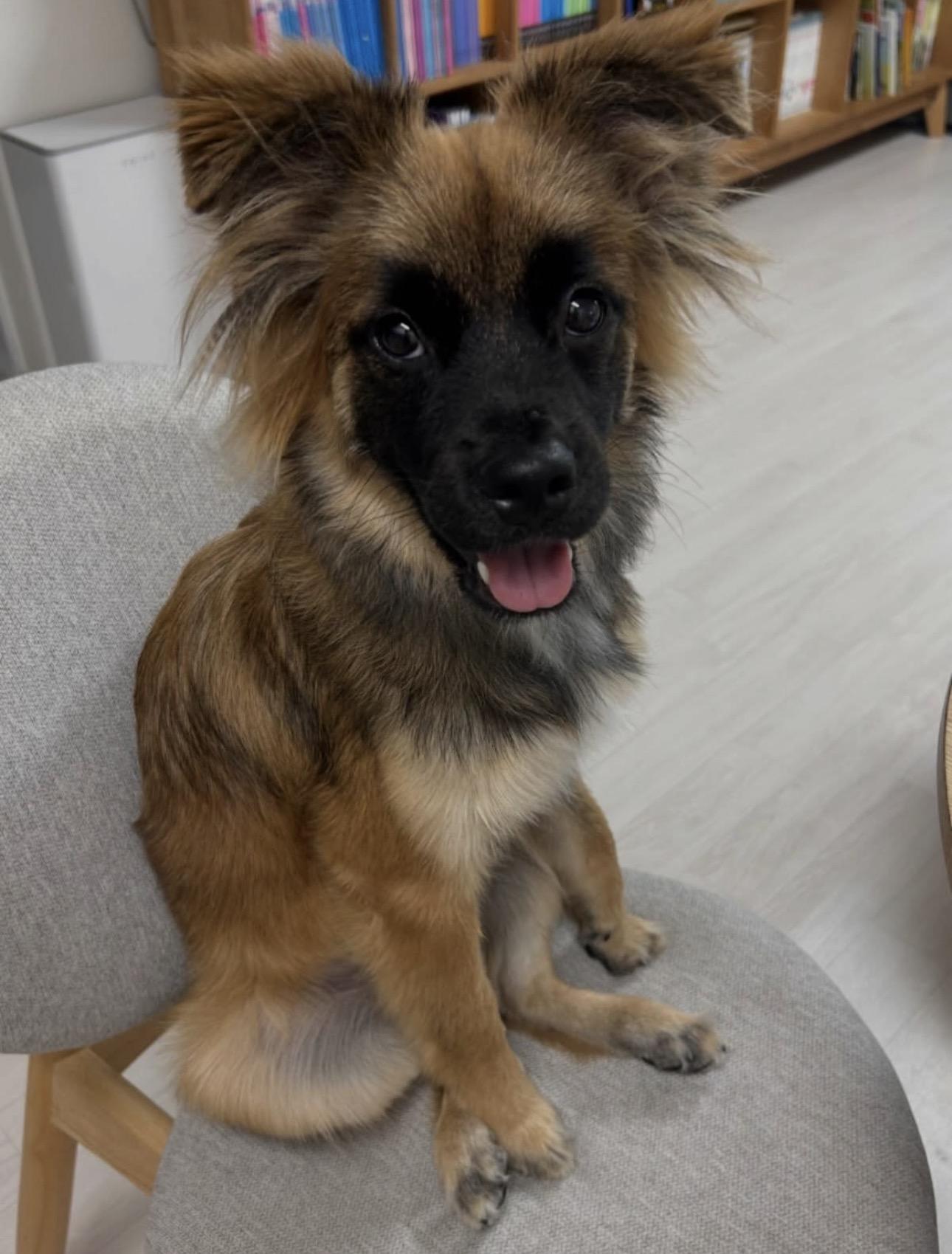 Enlarge Jjajang, a ADOPTABLE mixed breed in San Jose, CA image 2/3