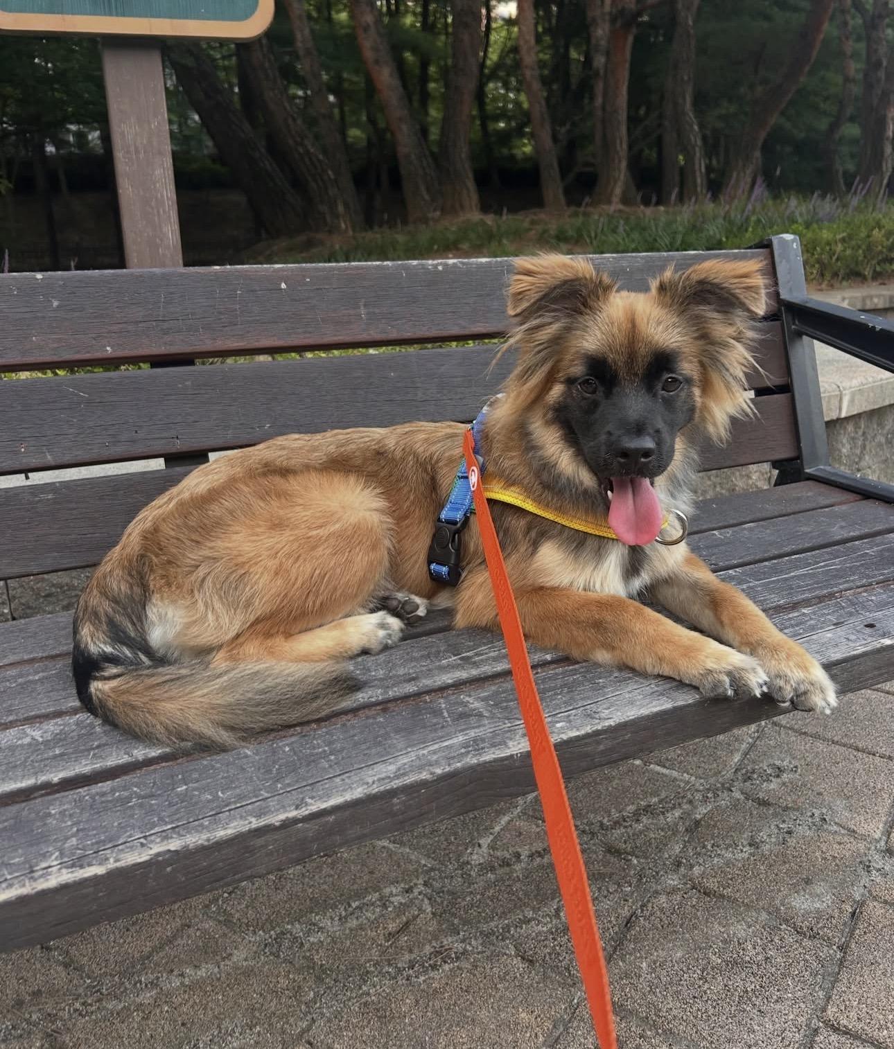 Jjajang, ADOPTABLE, Young Male Mixed Breed.