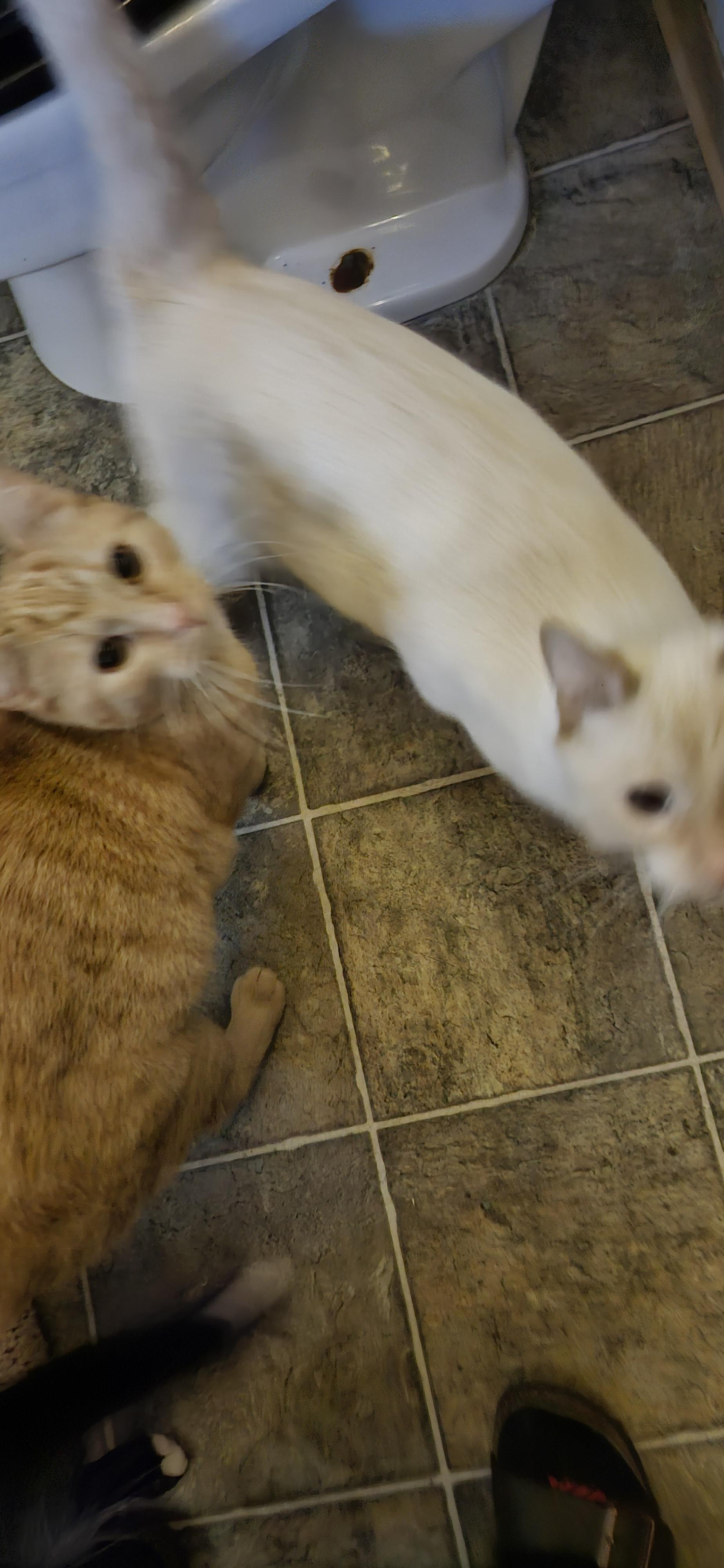 Sicle Brothers, Adoptable, Adult Male Domestic Short Hair.