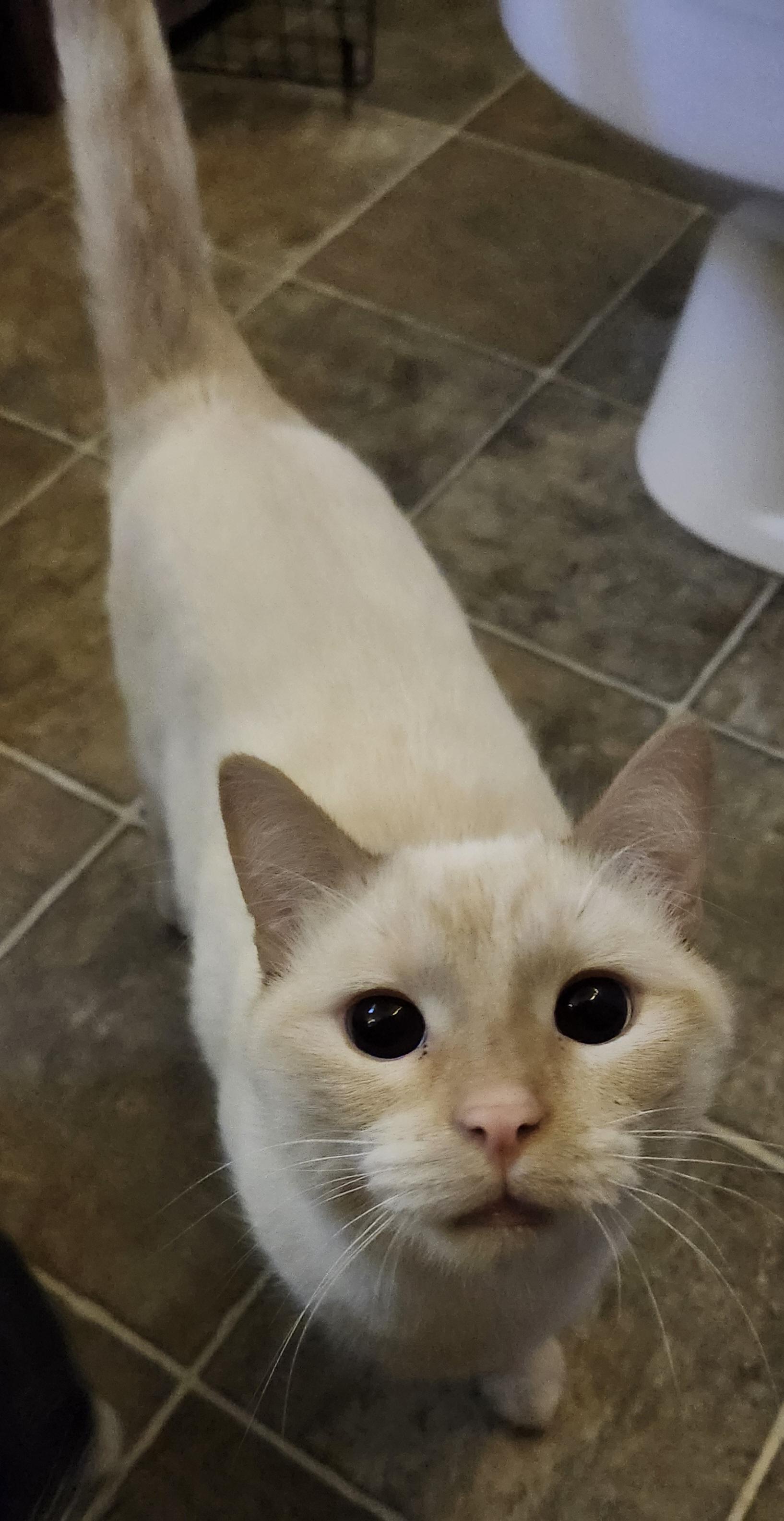 Sicle Brothers, a Adoptable Domestic Short Hair in Susanville, CA image 2/4