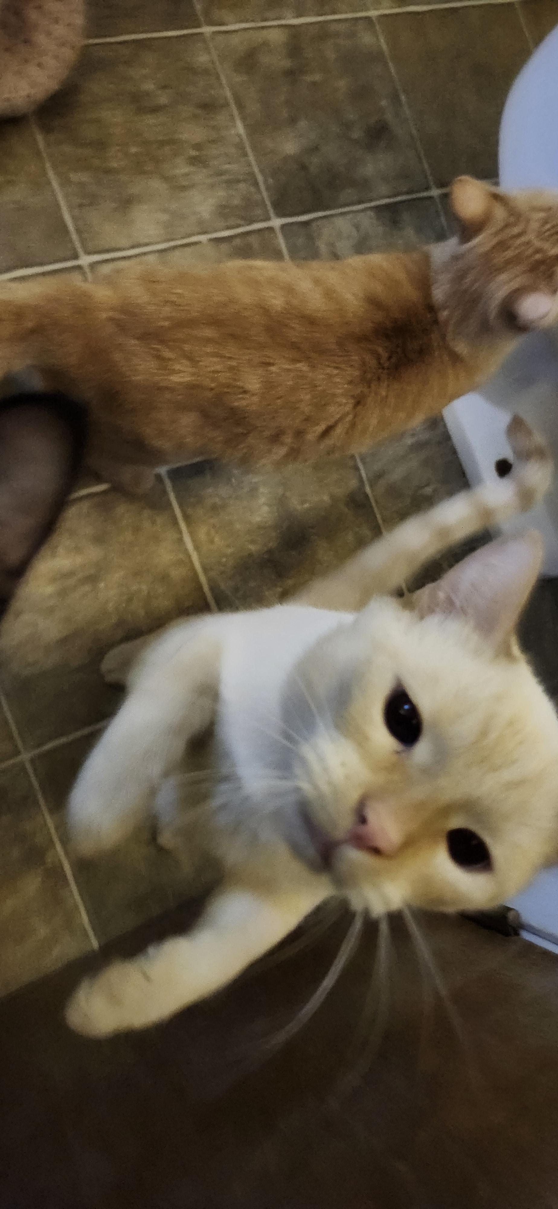 Sicle Brothers, a Adoptable Domestic Short Hair in Susanville, CA image 3/4