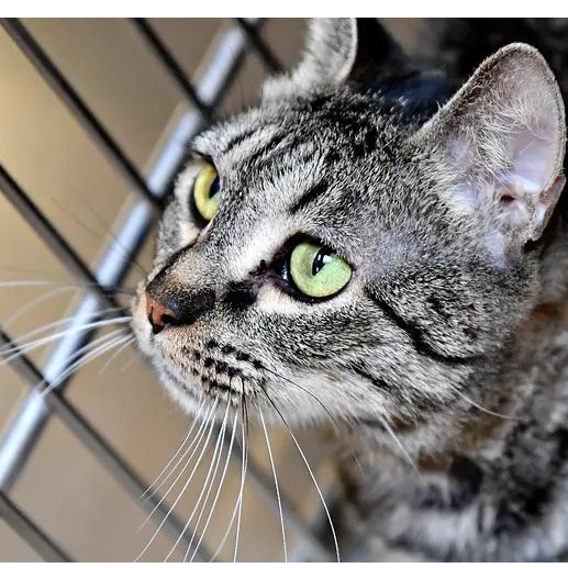 Enlarge Kimmy, a Adoptable Domestic Short Hair in York, PA image 1/5