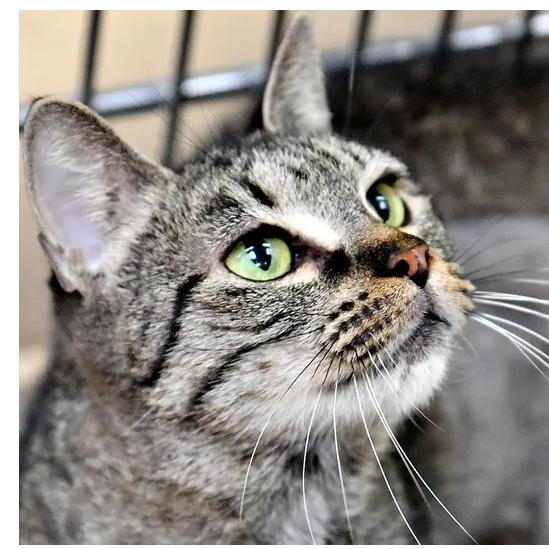 Enlarge Kimmy, a Adoptable Domestic Short Hair in York, PA image 2/5