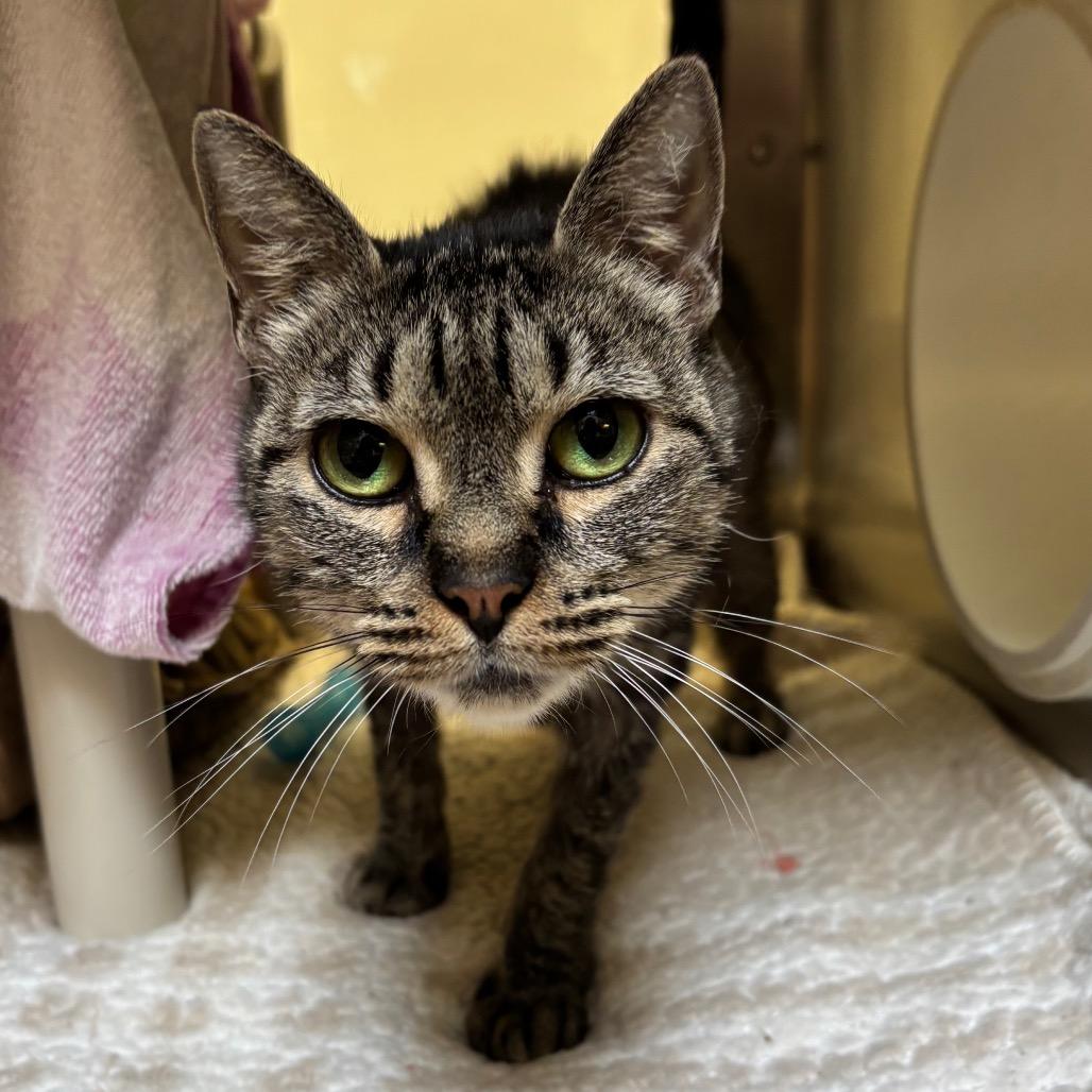 Enlarge Kimmy, a Adoptable Domestic Short Hair in York, PA image 3/5