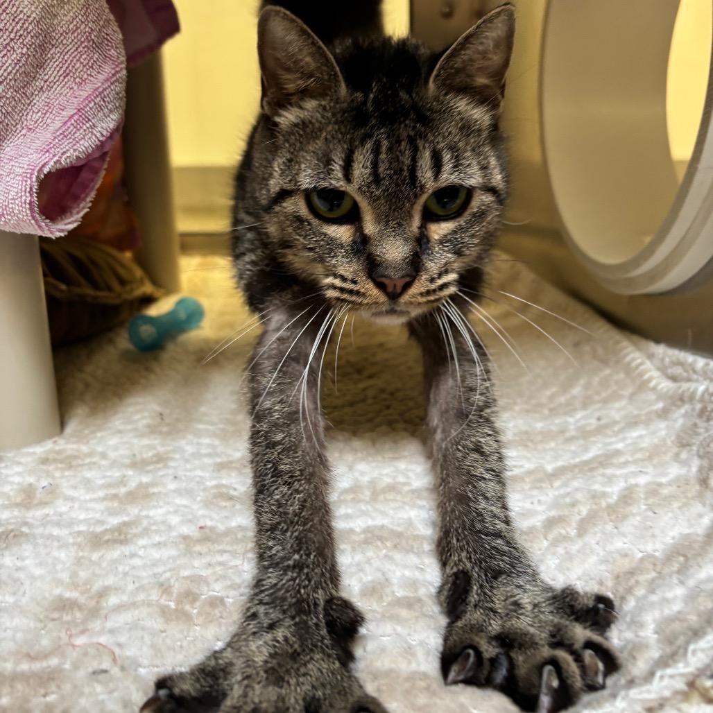 Enlarge Kimmy, a Adoptable Domestic Short Hair in York, PA image 4/5