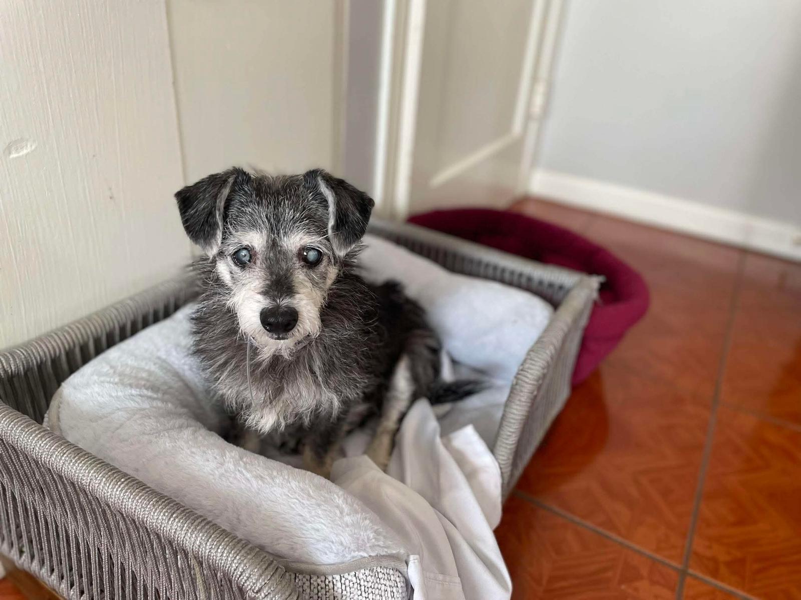 Enlarge Ozzy, a ADOPTABLE mixed breed in Yonkers, NY image 5/5