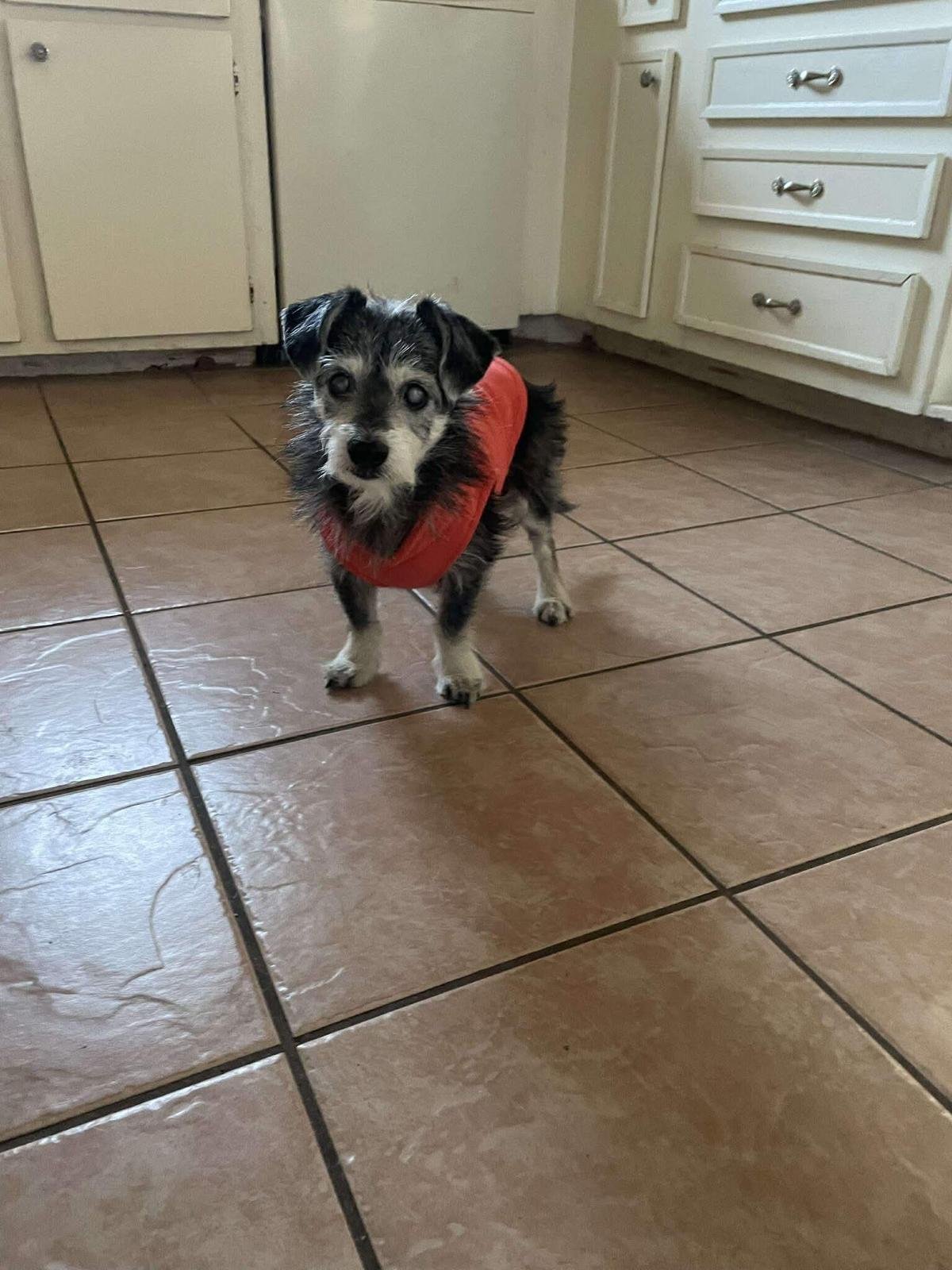 Enlarge Ozzy, a ADOPTABLE mixed breed in Yonkers, NY image 2/5