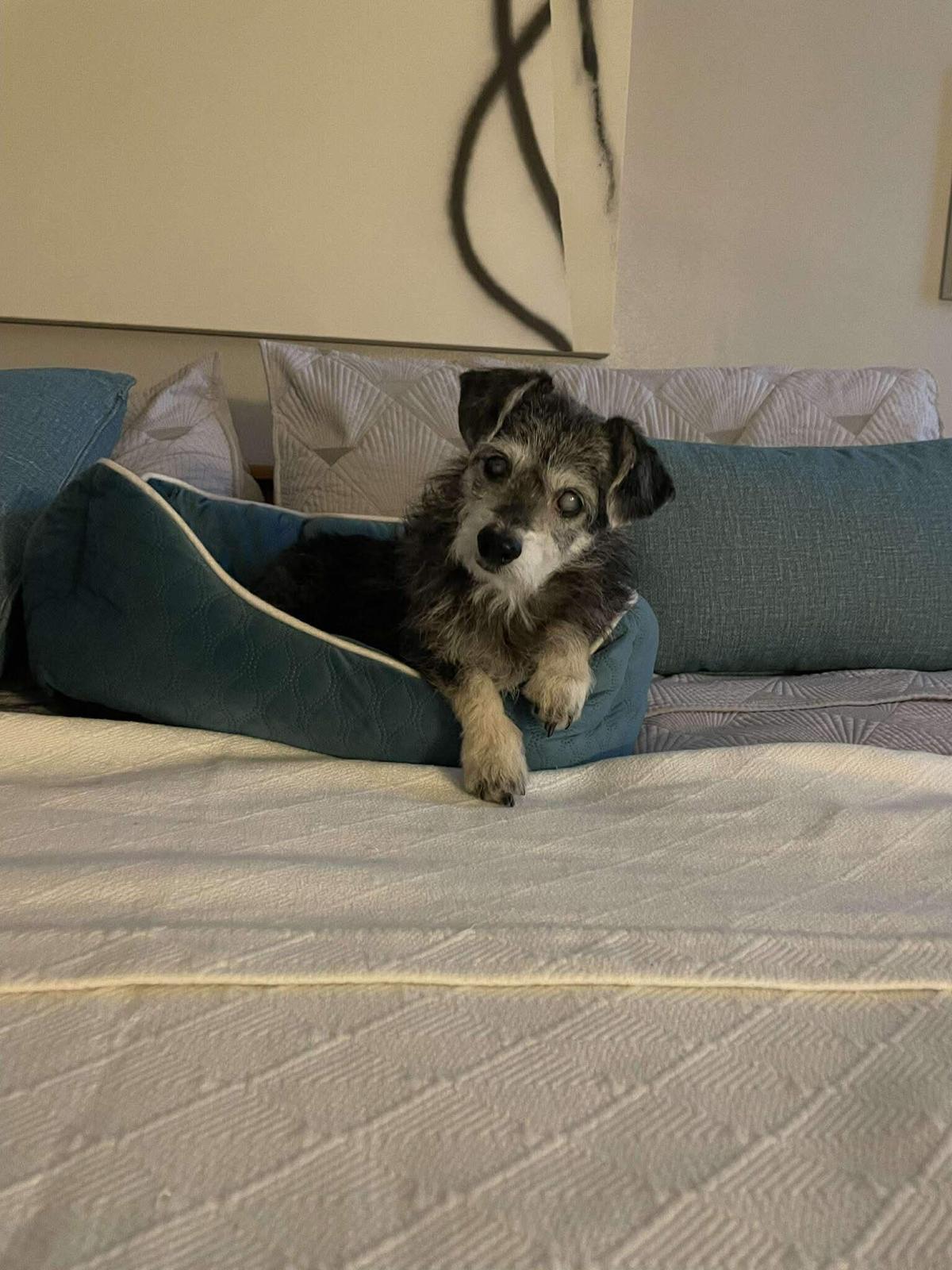 Enlarge Ozzy, a ADOPTABLE mixed breed in Yonkers, NY image 1/5