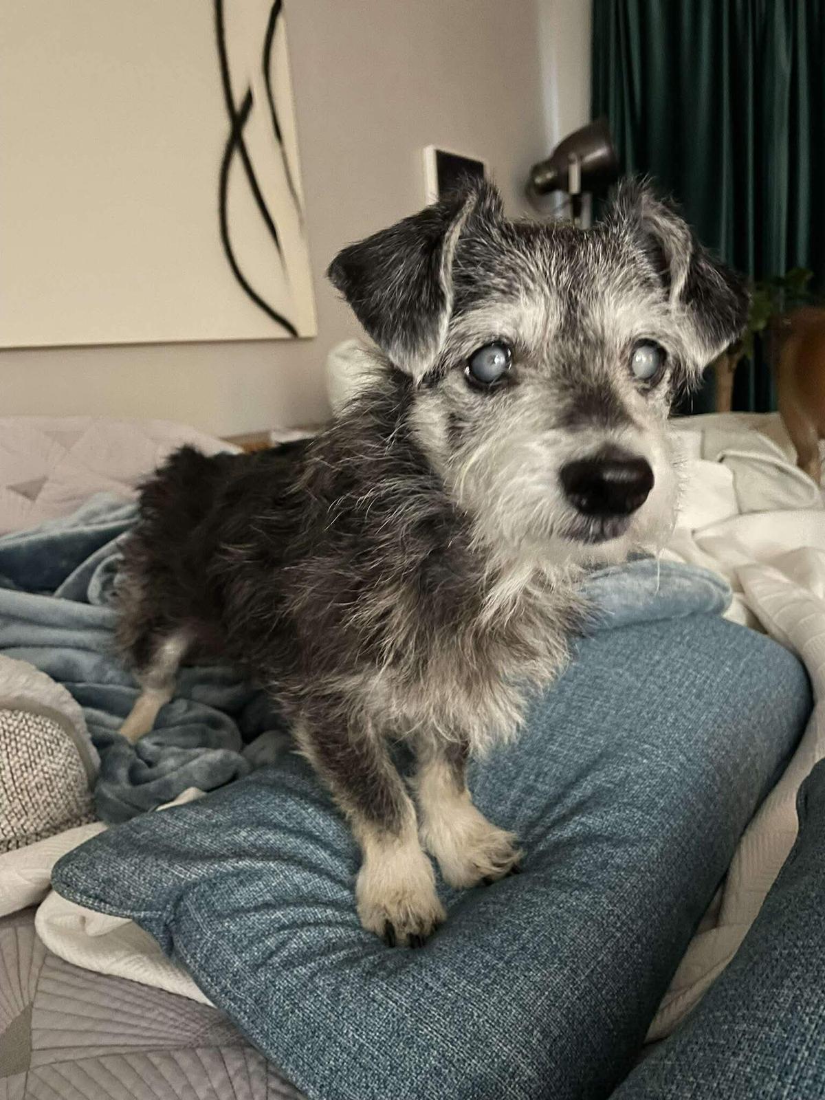 Enlarge Ozzy, a ADOPTABLE mixed breed in Yonkers, NY image 3/5