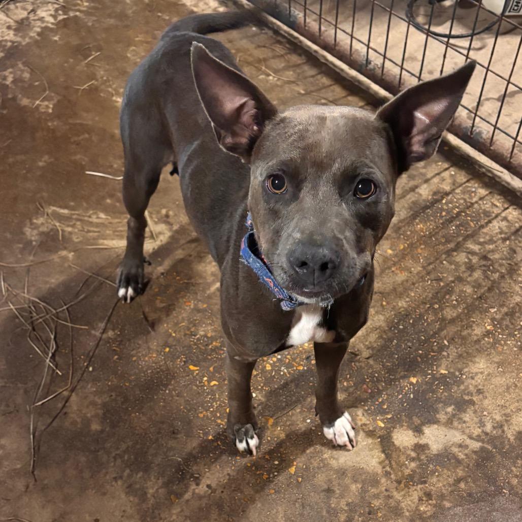 Helen, Adoptable, Adult Female Mixed Breed & Mixed Breed.