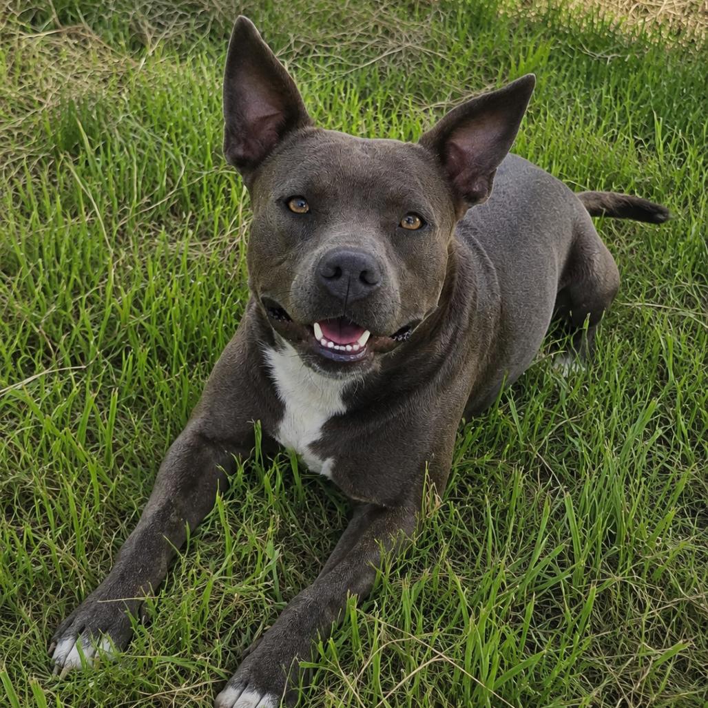 Helen, a Adoptable mixed breed in Tylertown, MS image 2/3