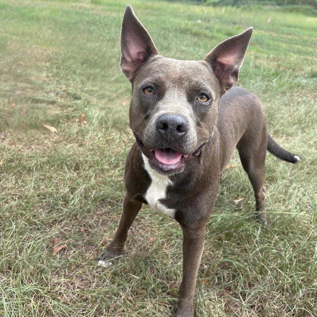 Enlarge Helen, a Adoptable mixed breed in Tylertown, MS image 4/6