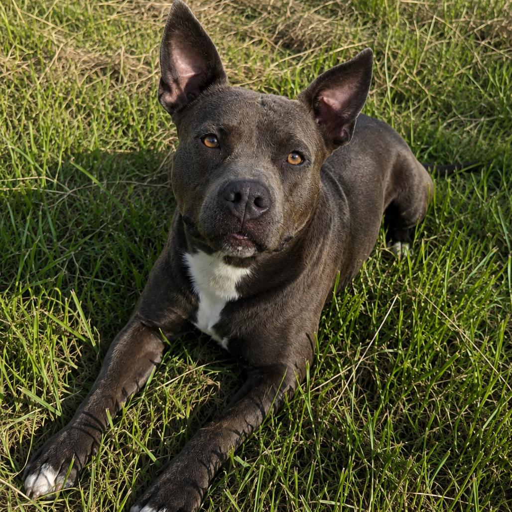 Helen, a Adoptable mixed breed in Tylertown, MS image 3/3