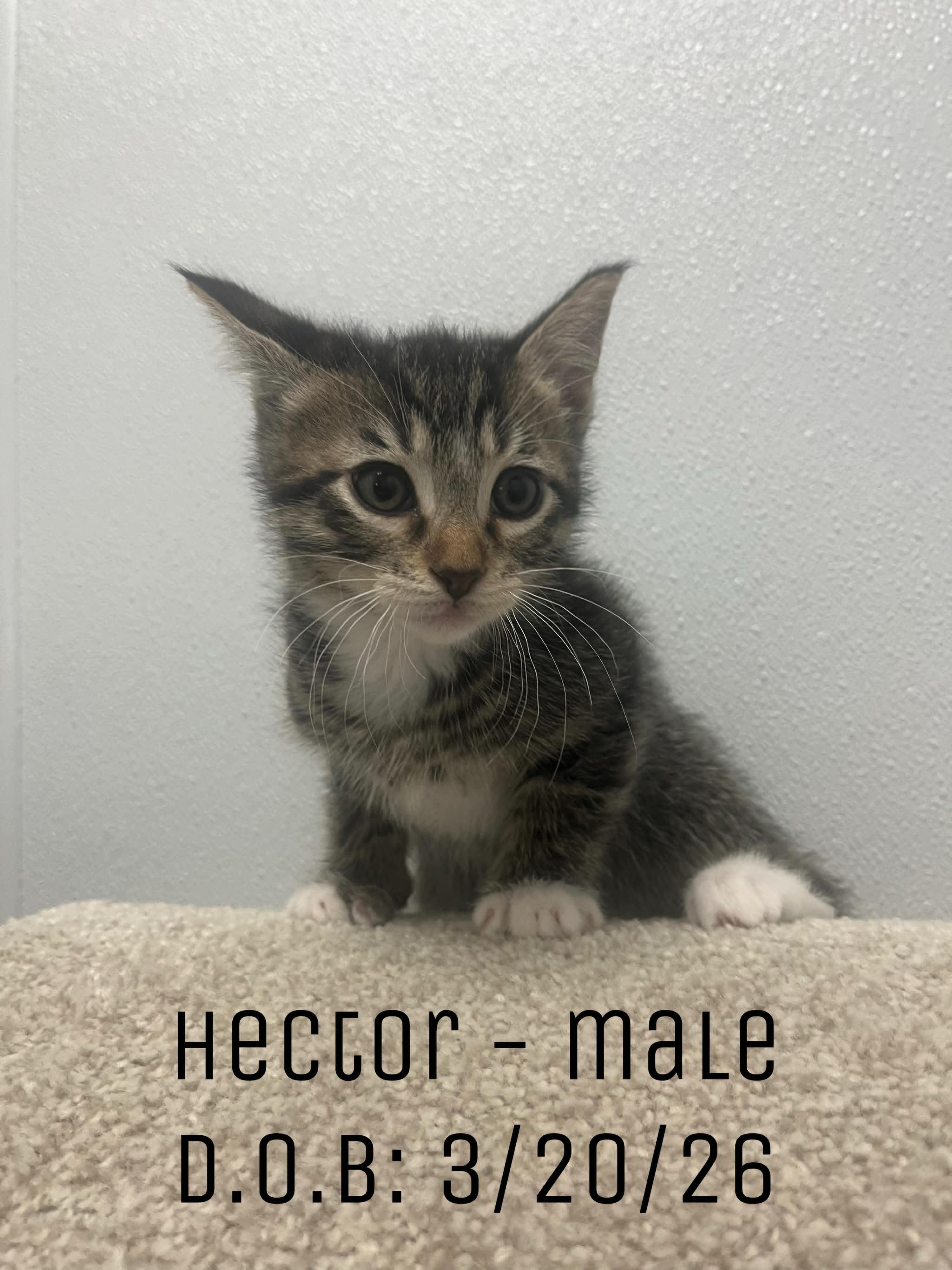 Hector - Sweet and affectionate 8 week kitten, Adoptable, Kitten Male Domestic Short Hair.