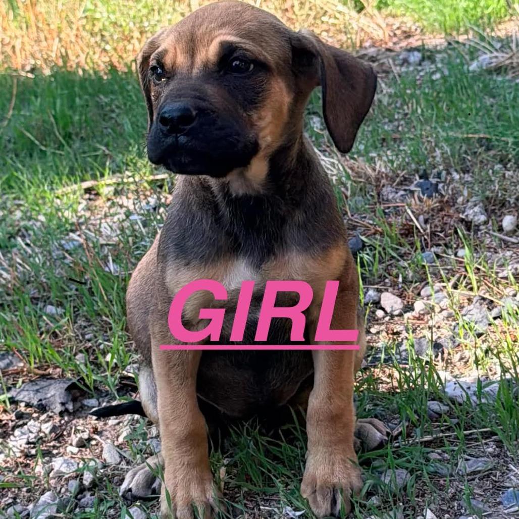 Lamby, Adoptable, Puppy Female Mixed Breed.
