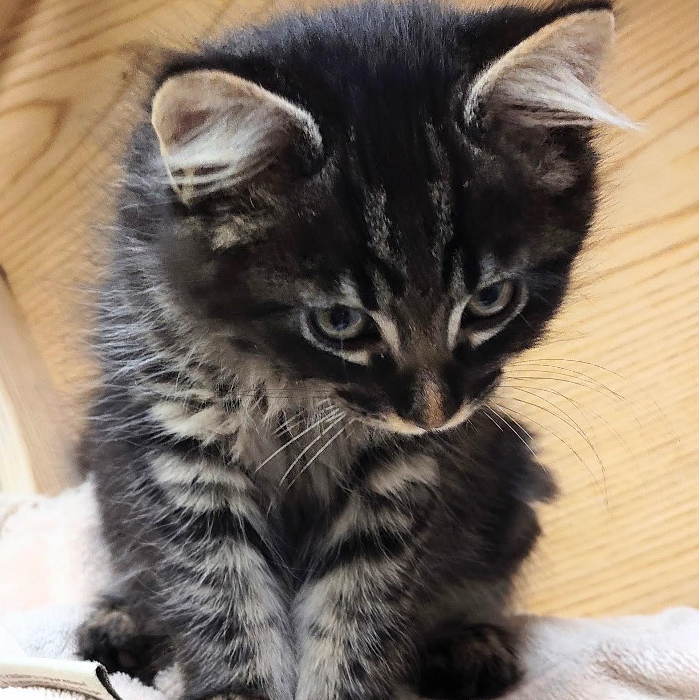 Nino, a Adoptable Domestic Short Hair in Wilsonville, OR image 1/4