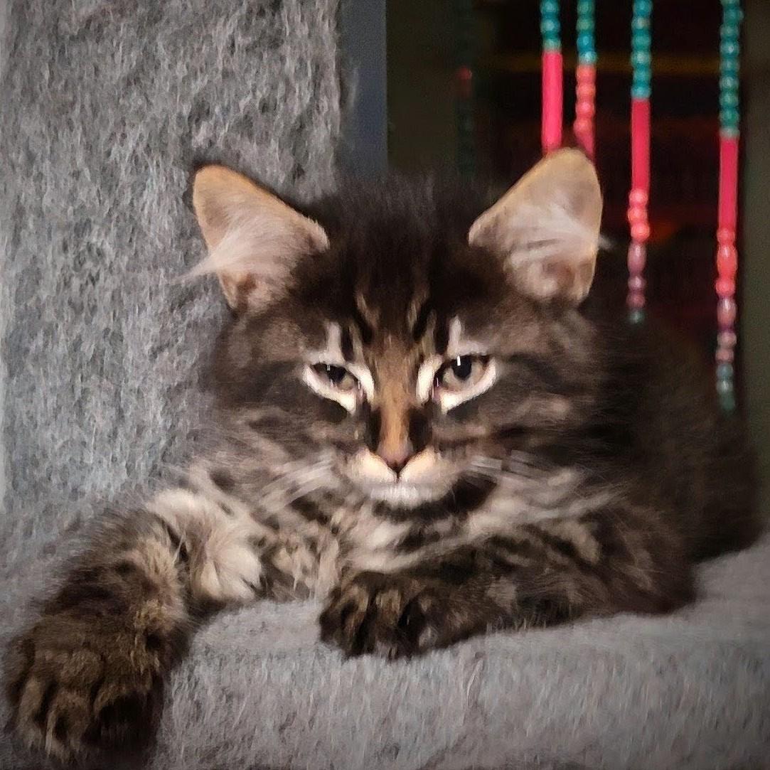 Nino, a Adoptable Domestic Short Hair in Wilsonville, OR image 2/4