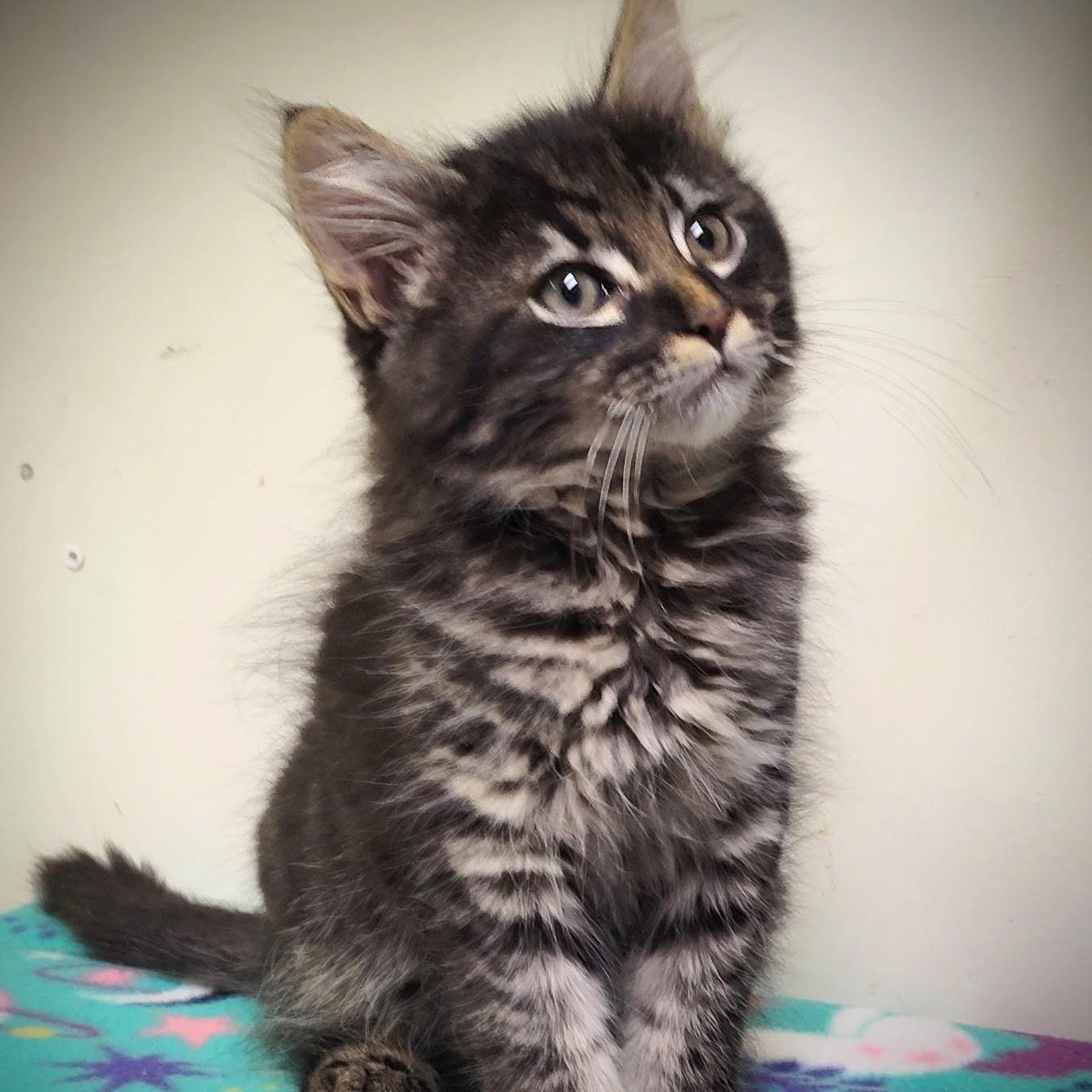 Nino, a Adoptable Domestic Short Hair in Wilsonville, OR image 3/4