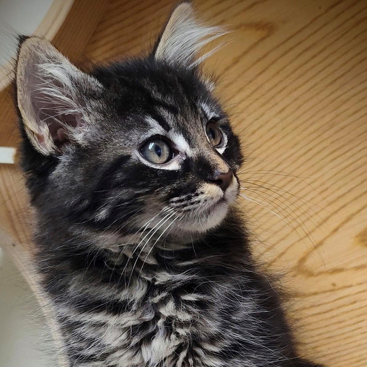 Nino, a Adoptable Domestic Short Hair in Wilsonville, OR image 4/4