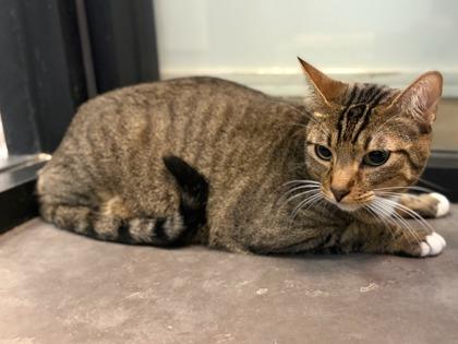 Basil — thumbnail 2