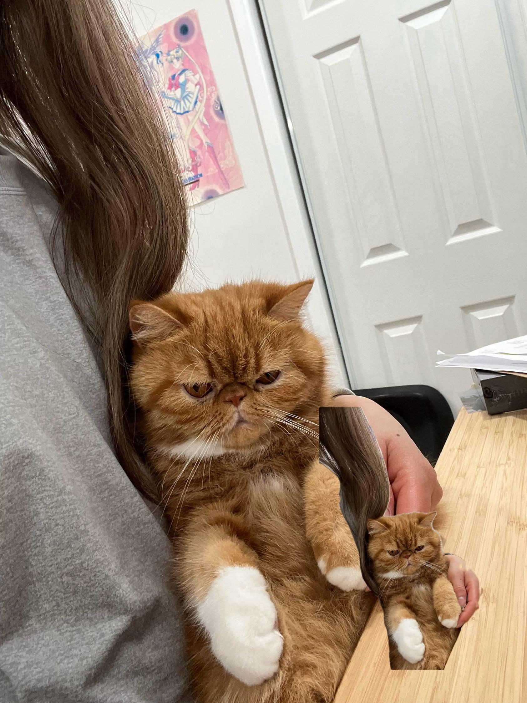 Ginger (bonded with Icy.  Located in Cupertino, CA)