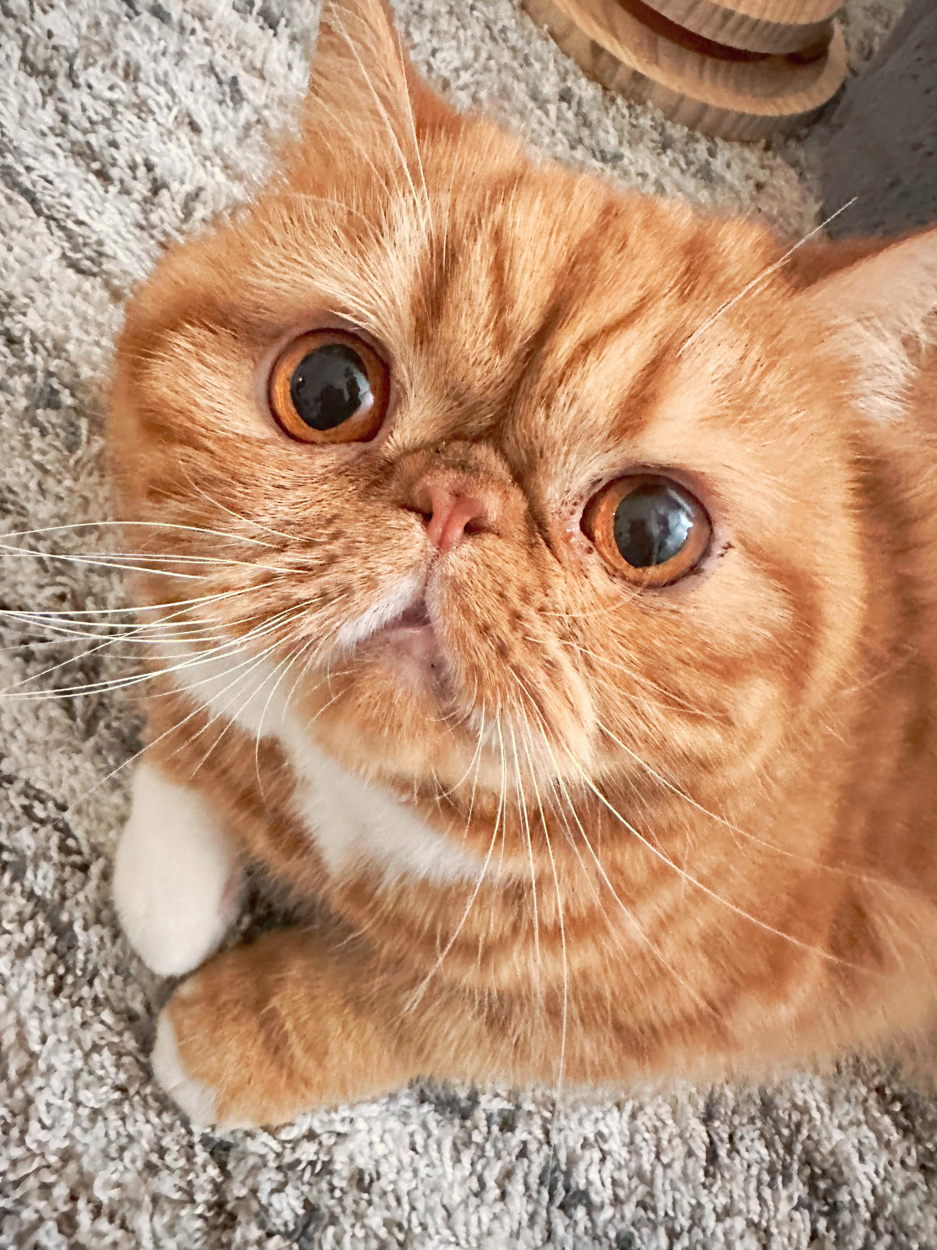 Ginger (bonded with Icy and Cotton)